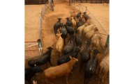 Los gobiernos de EU y México buscan frenar al gusano barrenador