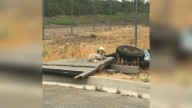 Stranded Pups Found Inside An Old Tire Get A New Beginning In California