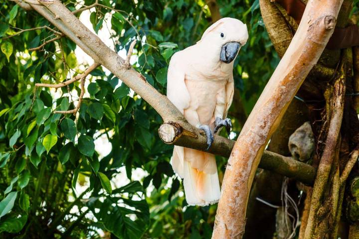 Cockatoos have an impressively wide repertoire of dance moves