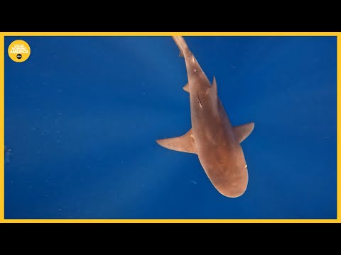 Shark encounters and sightings have beachgoers on edge