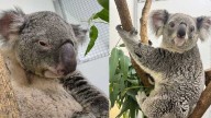 'Operation Boomerang': 2 new koalas arrive at Louisville Zoo via special delivery from UPS