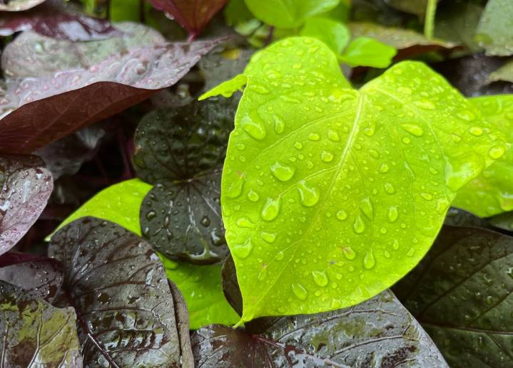 Rainfall may not be enough for plants