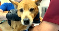 An anti-aging pill for dogs?