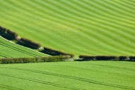 What the hedge can tell us about the countryside, with Richard Negus