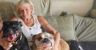 'Dog walker took my pet out for an hour walk in 27C heat, when I got home she was dead'