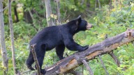 Black bears roam among us. How to safely coexist with them
