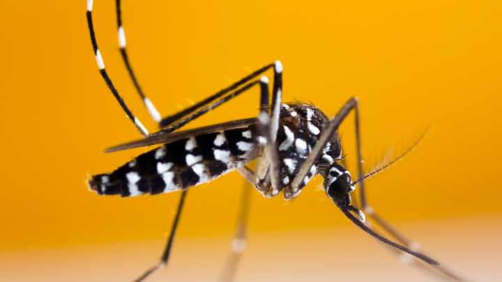 Mosquito virus chikungunya reported in California amid…