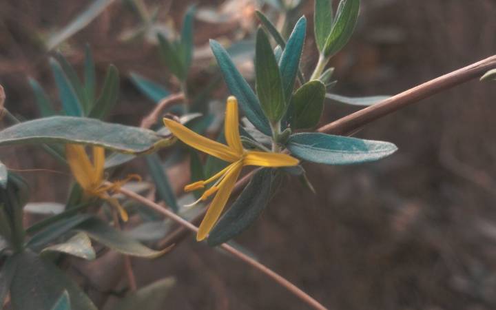 Chuparrosa amarilla: hallazgo histórico en Cosalá, Sinaloa