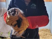Orphaned badger rescued from Alberta roadside returned to the wild