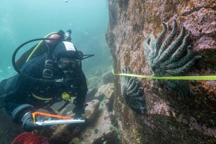 Scientists say they have solved the mystery of what killed more than 5 billion sea stars