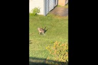 Indoor Bengal Cat Caught Playing in Yard by Neighbor, Evidence Goes Viral