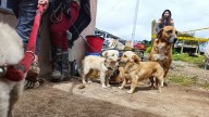 En Tunja iniciaron jornadas gratuitas de esterilizaciones caninas y felinas para propietarios registrados en el Sisbén