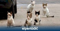 Benidorm destina 20.000 euros para la campaña de esterilización de colonias urbanas de gatos