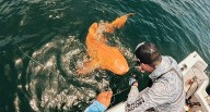 Inédito hallazgo: Pescadores capturan en Costa Rica un raro tiburón nodriza naranja