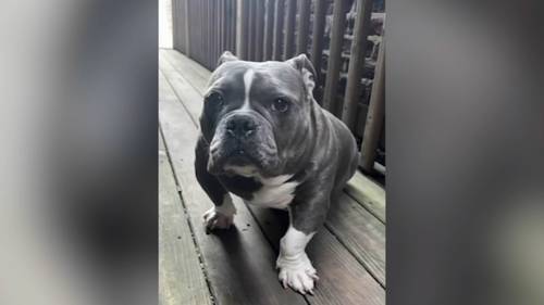 Chicago crime: Micro bully dog, 'Mamas,' found after being stolen from Gage Park alley at 59th, Troy, owner says