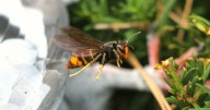 Expert warning after record Asian hornet sightings across the UK