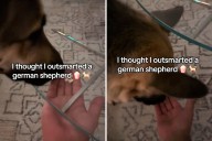 Man's Plan to Outsmart German Shepherd Backfires Hilariously