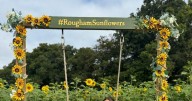 Beautiful estate under an hour from Cambs where you can pick your own sunflowers