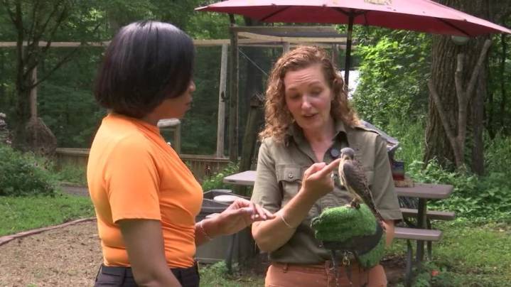 East TN raptor center seeks support to expand, help more injured birds of prey