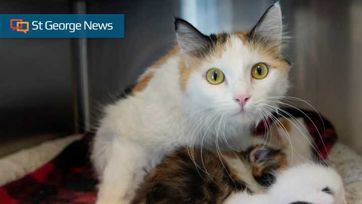 Utah nonprofit offers low-cost spays, neuters in St. George as shelter populations rise