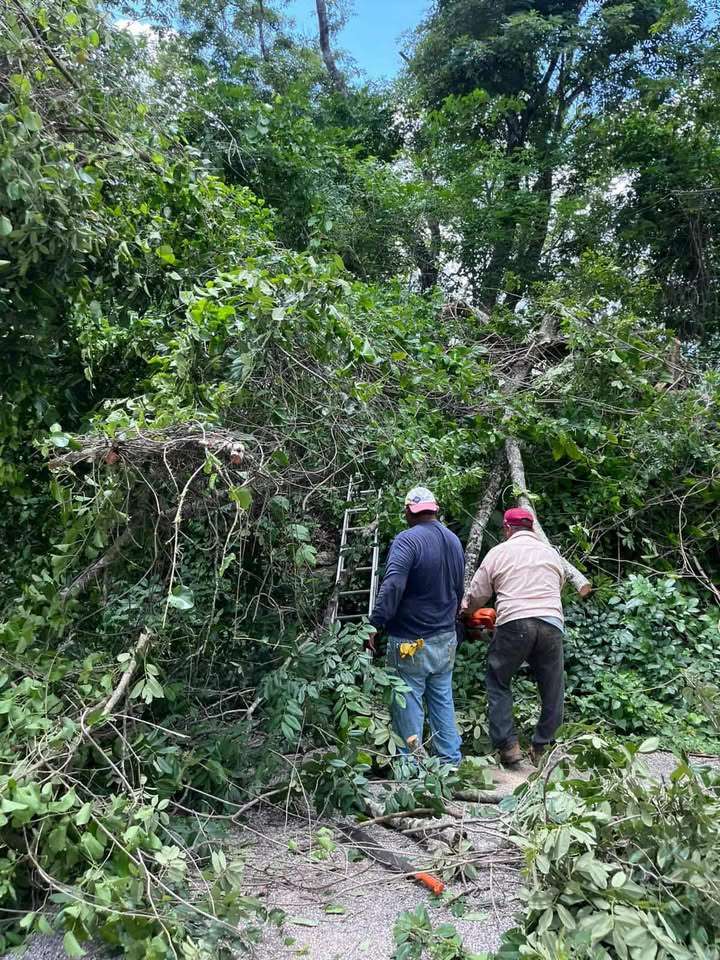 Tromba derriba 6 árboles en Sabancuy