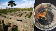 Honey dating back 2,500 years is identified in ancient bronze jars at Italian site