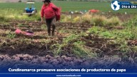 Nueva Convocatoria en Cundinamarca para Impulsar Asociaciones de Productores de Papa y Prácticas Agrícolas Sostenibles