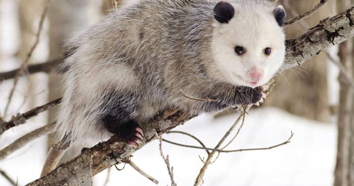 NH names opossum as state marsupial
