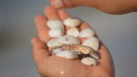 Con caracoles de la playa y cosas que tenés en casa: así podés decorar de la forma más hermosa tus espejos