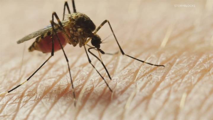 A Louisville resident has caught West Nile virus; What to know