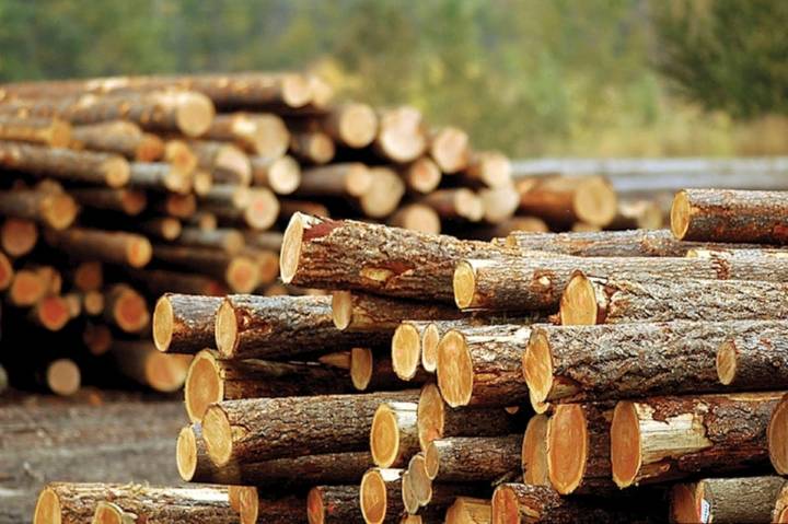 Vancouver Island mayor calls for urgent action to support struggling B.C. forest industry