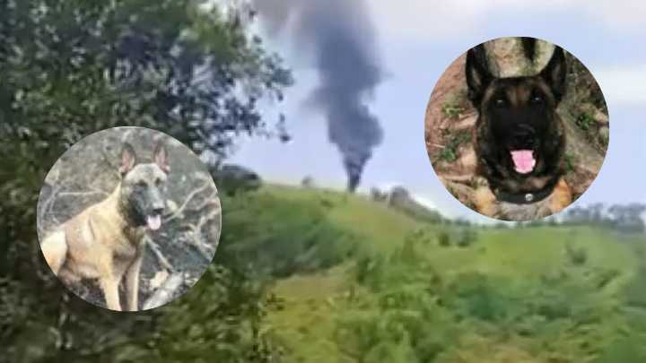 Telmo y Léster: los perros héroes del Ejército que murieron en emboscada en Amalfi