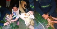 Héroes de cuatro patas: rescatan a perrita con problemas de visión atrapada en alambres en Anserma
