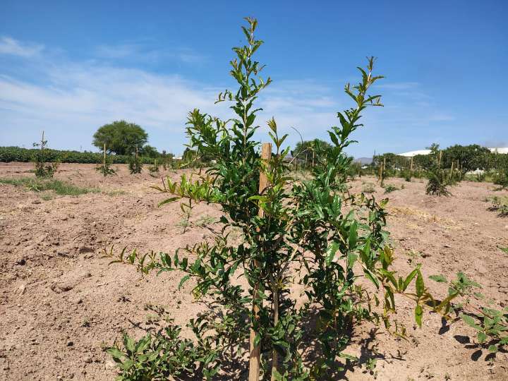 Promueve la FCAyF de la UACH el cultivo de granado frente a la escasez hídrica en Chihuahua
