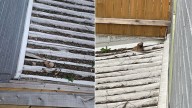 Texas Apartment Residents Stumble Upon A Tiny Creature Trapped On A Roof