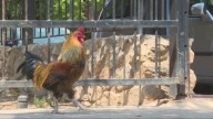 Gallos, gallinas y pollos en Torrevieja: el Ayuntamiento busca una salida para la bandada que un vecino soltó hace una década