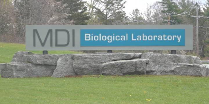 MDI Bio Lab programs face uncertainty after changes to federal funding