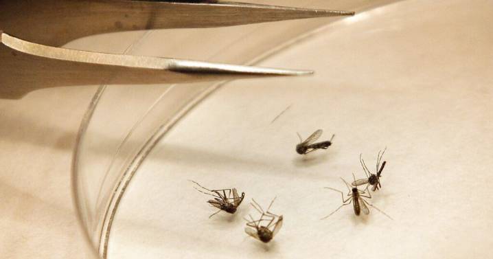 First human case of West Nile virus detected in Salt Lake County
