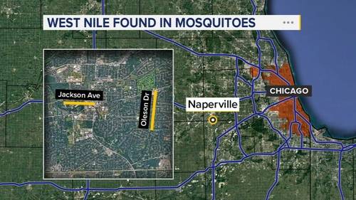 Mosquito virus: Mosquitoes test positive for West Nile Virus on Jackson Avenue, Oleson Drive in Naperville, health officials say