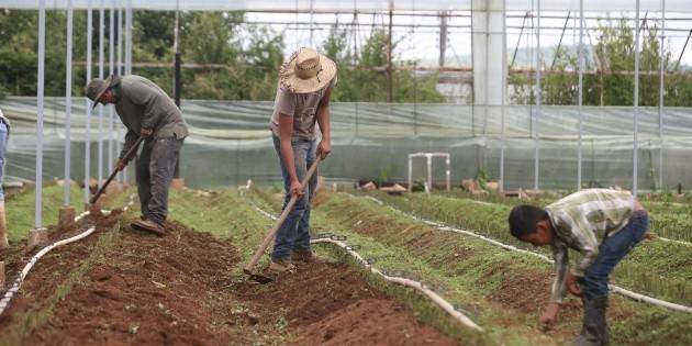 Caída de empleos en el campo refleja crisis en el sector