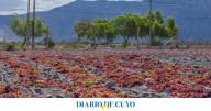 El alza en la viticultura moderó la baja en las exportaciones del aceite de oliva y la conserva
