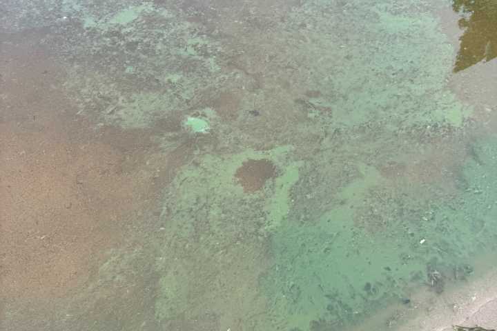 Blue-green algae bloom at North Shore beach is a first, health unit says