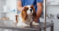 Vet warns 'little known' decoration found in many homes is toxic for pets