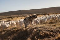Anónimos, leales y atentos. Perros del campo: los guardianes del alma criolla