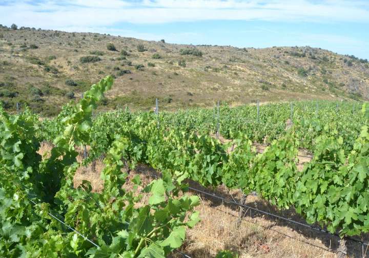 Las denominaciones de vino buscan nuevos mercados por los aranceles de Trump