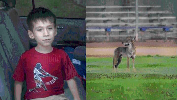 6-year-old boy attacked by coyote at Southern California park