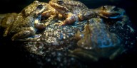 Why are frogs being released at a national park site in California?