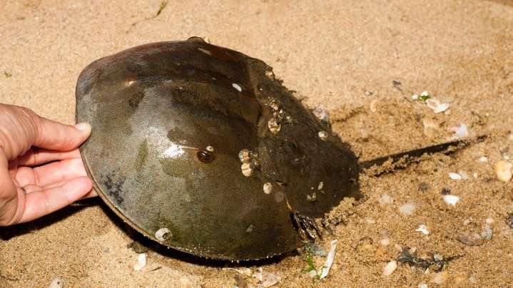 Horseshoe crabs face severe decline in Long Island Sound