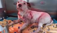 Benji, el perrito que fue apuñalado tras defender a su dueño en una pelea