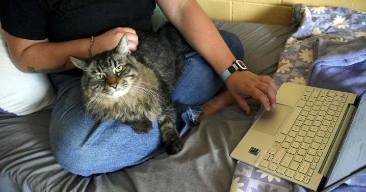 Photos of pets in dorms: Colleges are welcoming animals to help students feel at home